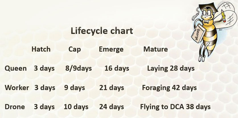 Honeybee Lifecycle Chart