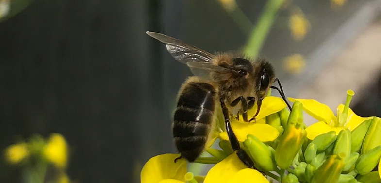 Native Irish Honeybee on Flowering Rocket
