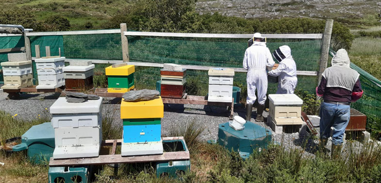 FABKA West Cork apiary