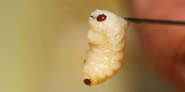 Two varroa mites visible on a bee larva