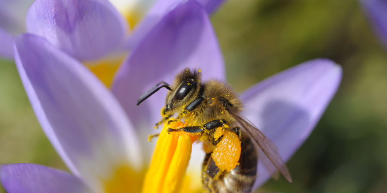 Spring in February - Honey Bee Suite