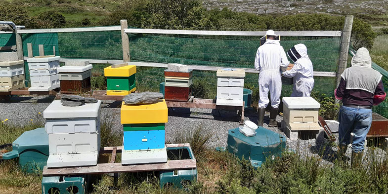 An apiary in Goleen, West Cork, with a number of beehives of different types – both poly and wood - with three people in bee suits inspecting.