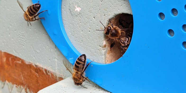A polystyrene nucleus hive is shown with a partially opened blue entrance disc. Honey bees are entering and exiting.