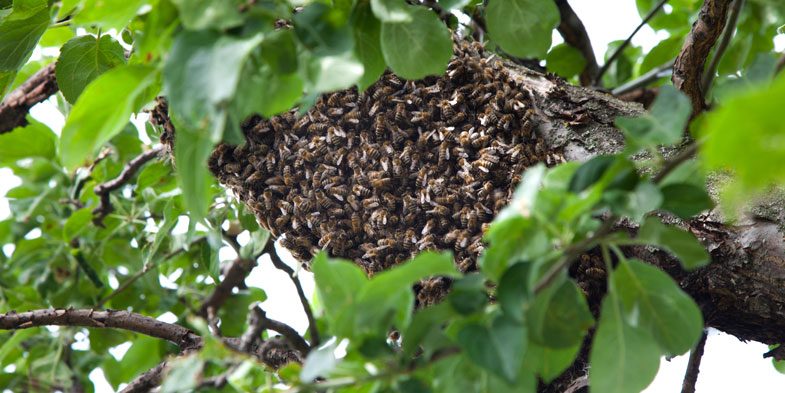 Swarming Season & How to Collect Swarms - Fastnet Area Beekeepers ...